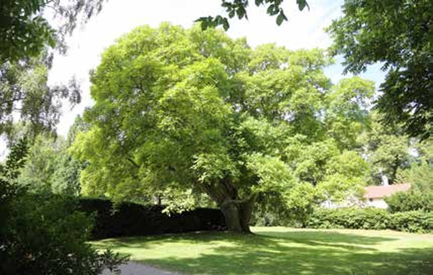 Stop 5: The walnut tree — The Park Promenade, Kalmar, Sweden