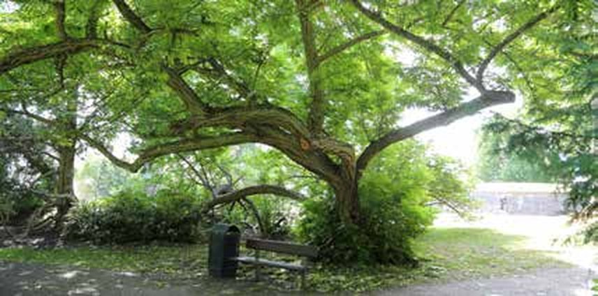 Stop 6: The Gustav Vasa Monument, the pyramid oaks and the Caucasian wingnut — The Park Promenade, Kalmar, Sweden