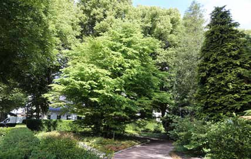 Stop 8: The castle and the katsura tree — The Park Promenade, Kalmar, Sweden