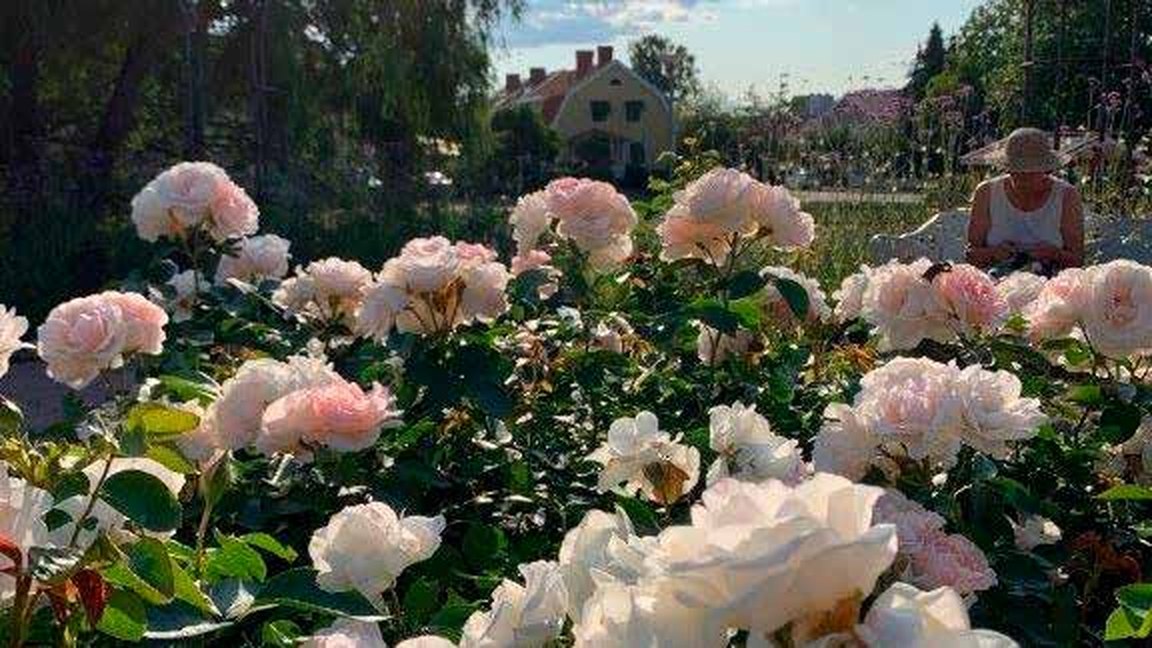 Stop 11: Skansparken and the Rose garden — The Park Promenade, Kalmar, Sweden